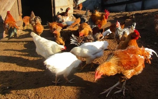 south african chicken zulu xhosa chicken